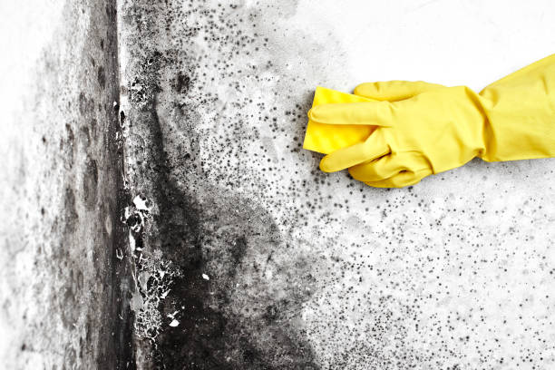 Best Professional Mold Removal  in St Clair, MI