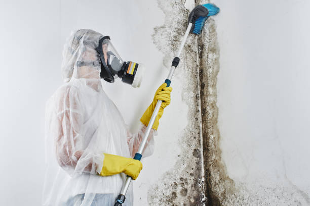 Best Mold Cleaning Services  in St Clair, MI
