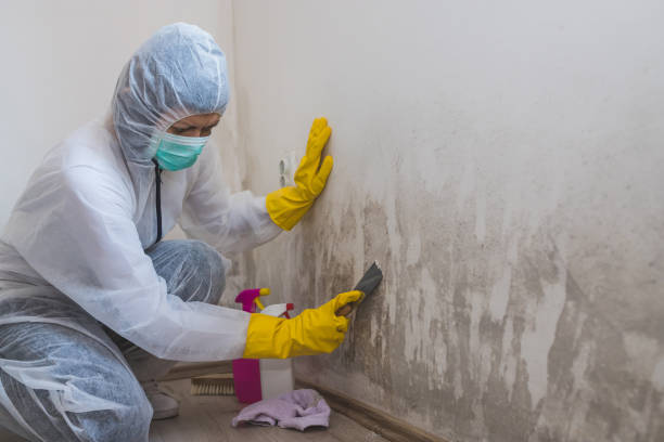 Best Emergency Mold Removal  in St Clair, MI