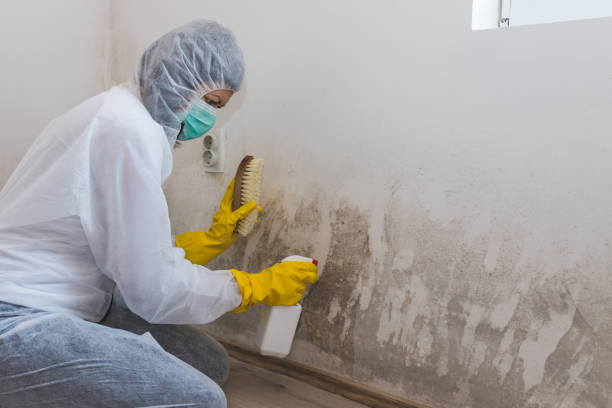 Best Local Mold Removal Service  in St Clair, MI