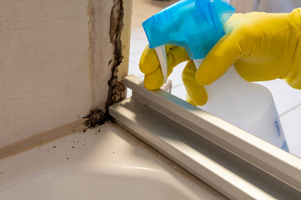 Best Commercial Mold Removal  in St Clair, MI