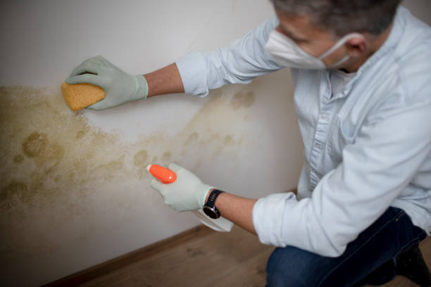 Best Office Mold Removal Services  in St Clair, MI