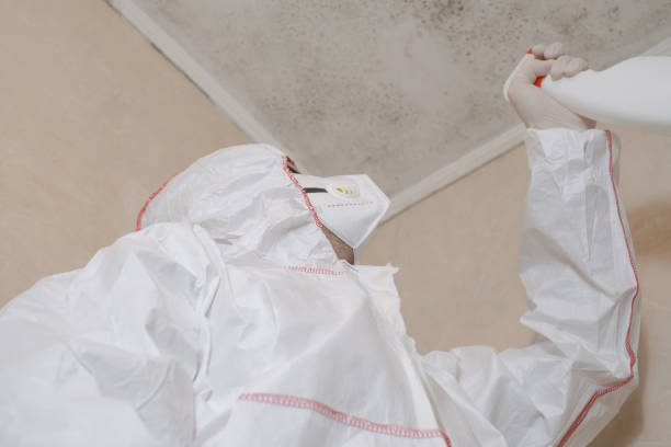 Best Toxic Mold Removal  in St Clair, MI