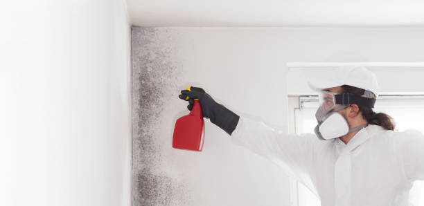 Best Mold Removal Process  in St Clair, MI