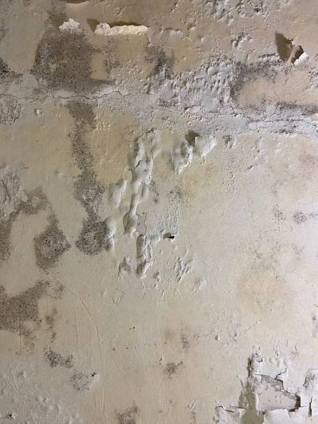 Best Crawl Space Mold Removal  in St Clair, MI
