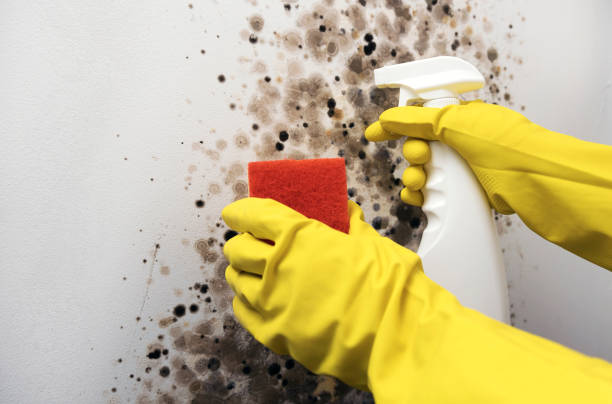 Best Home Mold Removal  in St Clair, MI