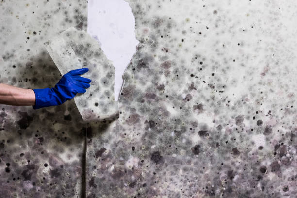 Best Mold Testing  in St Clair, MI